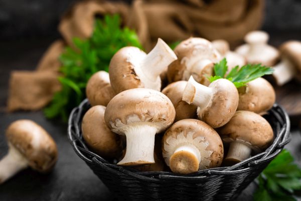 Jesen je sezona gljiva